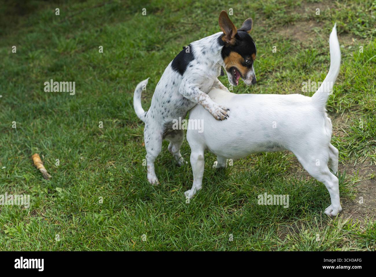 Ein junger Jack Russell Terrier spielt mit einem erwachsenen Jack Russell Stockfoto