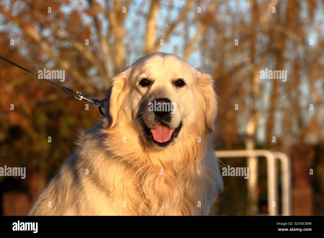 Golden Retriever Hund draußen an der Leine in sonniger Herbstumgebung. Stockfoto