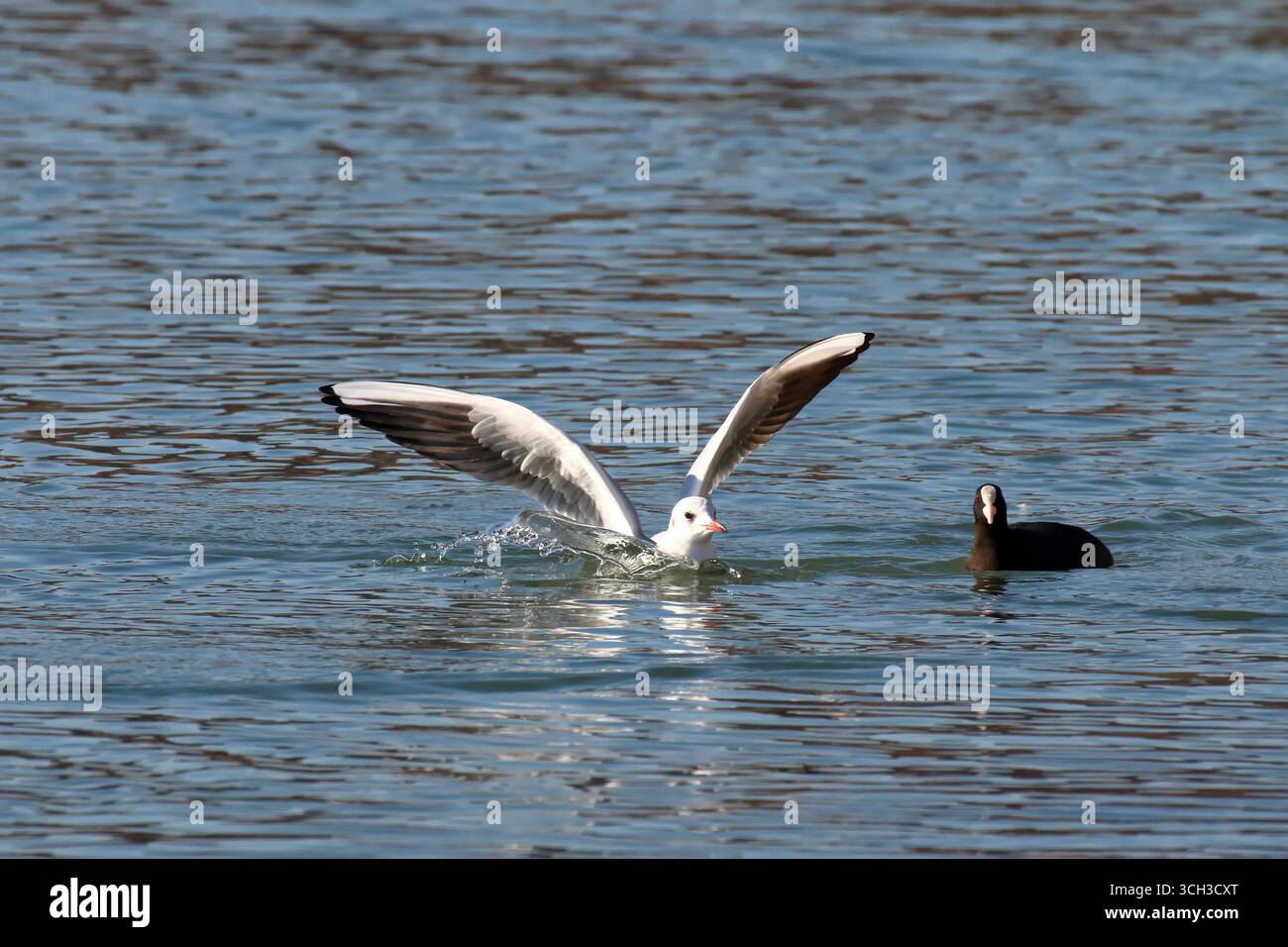 Eine Möwe landet auf der Oberfläche des Sees. Stockfoto