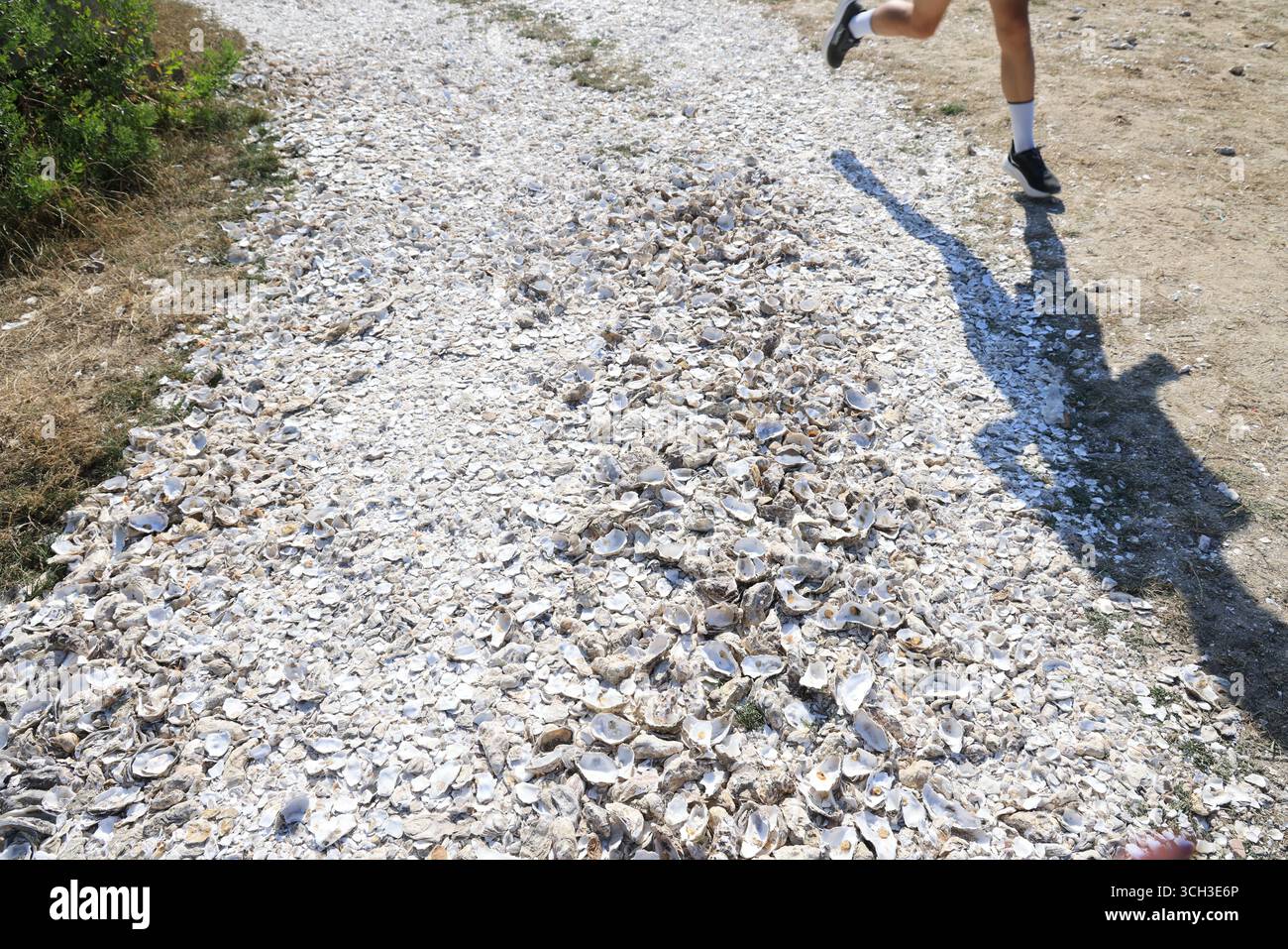 Mann, der während der Hitzewelle läuft. Larros Austernhafen in Gujan-Mestras, der Austernhauptstadt des Arcachon-Beckens. Frankreich. Stockfoto