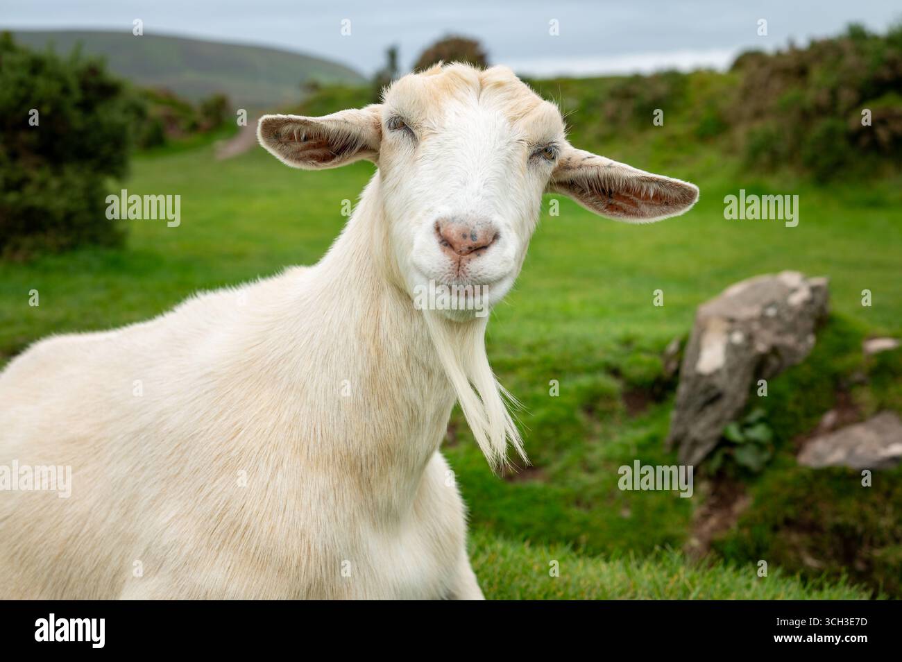 Weißes Ziegenporträt auf grünem Weideland Stockfoto