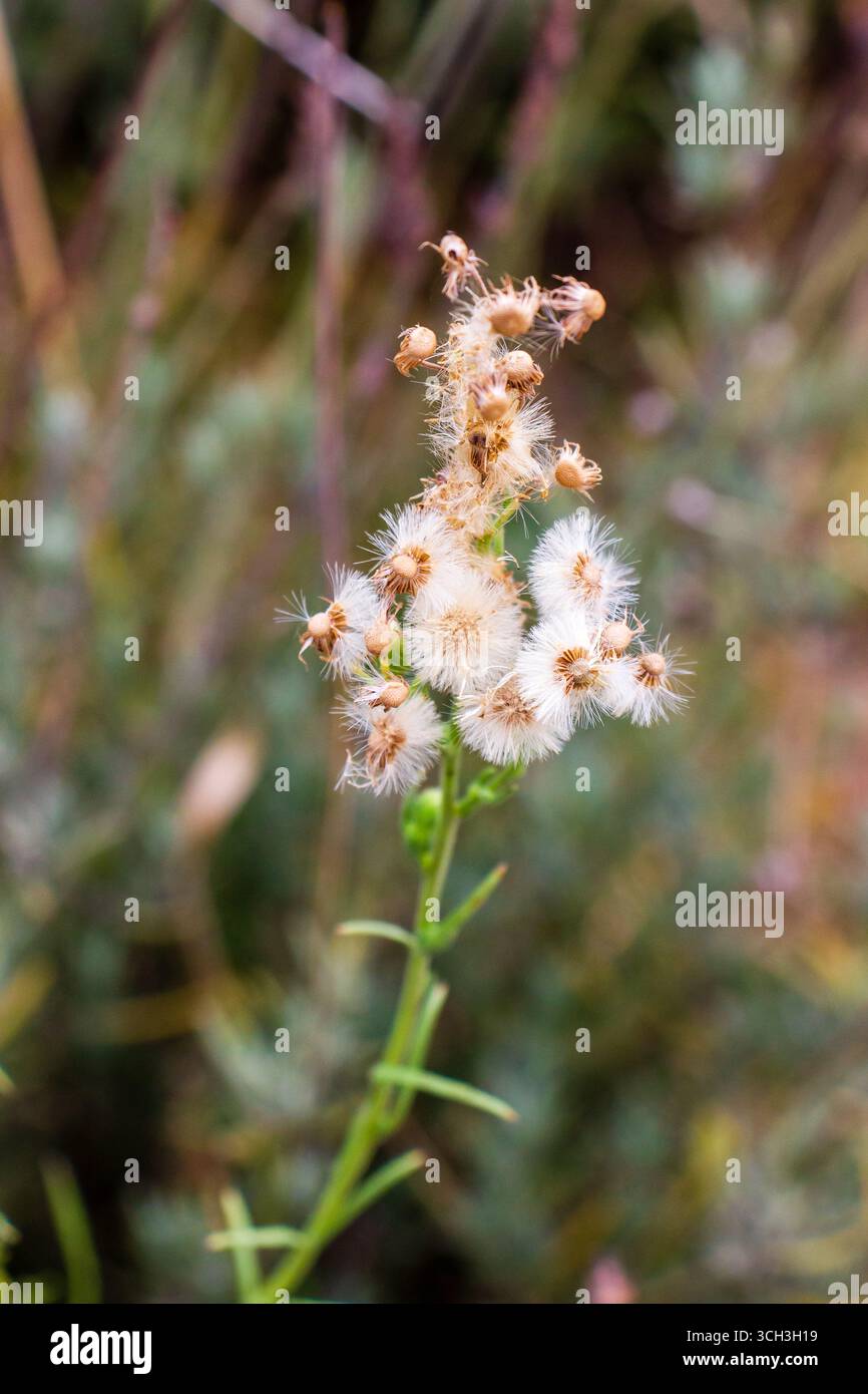 Nahaufnahme der weißen flauschigen Blume vor verschwommenem grünem Hintergrund Stockfoto