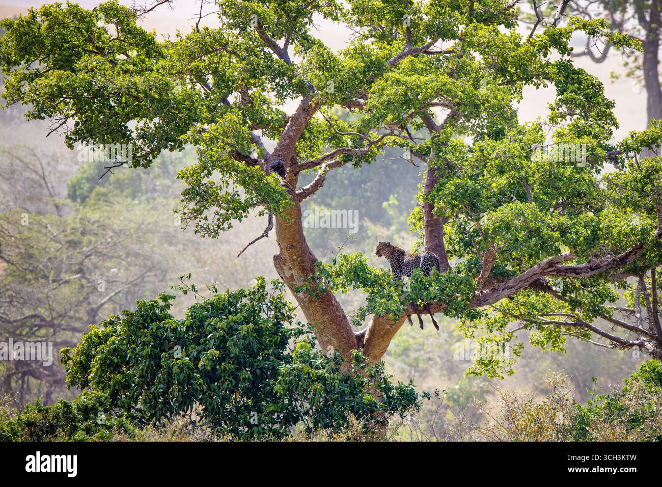 Der Erwachsene afrikanische Leopard Panthera pardus verstaut ihren Impala-Kill im Baldachin eines großen Baumes in der Masai Mara. Bringen Sie das Essen in einen Baum, um es zu schützen Stockfoto