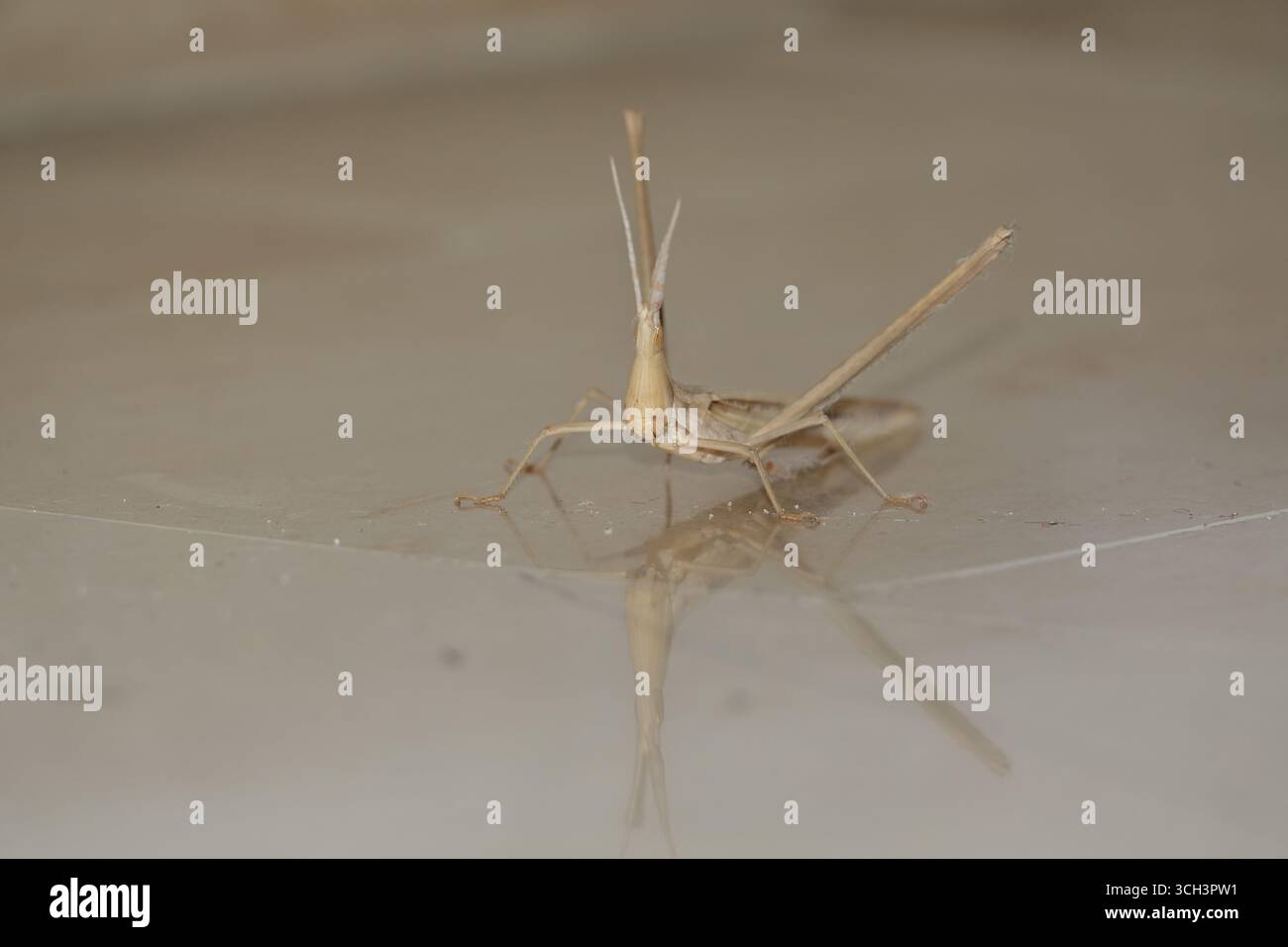 Der seltsam aussehende, schräge Heuschrecken Stockfoto