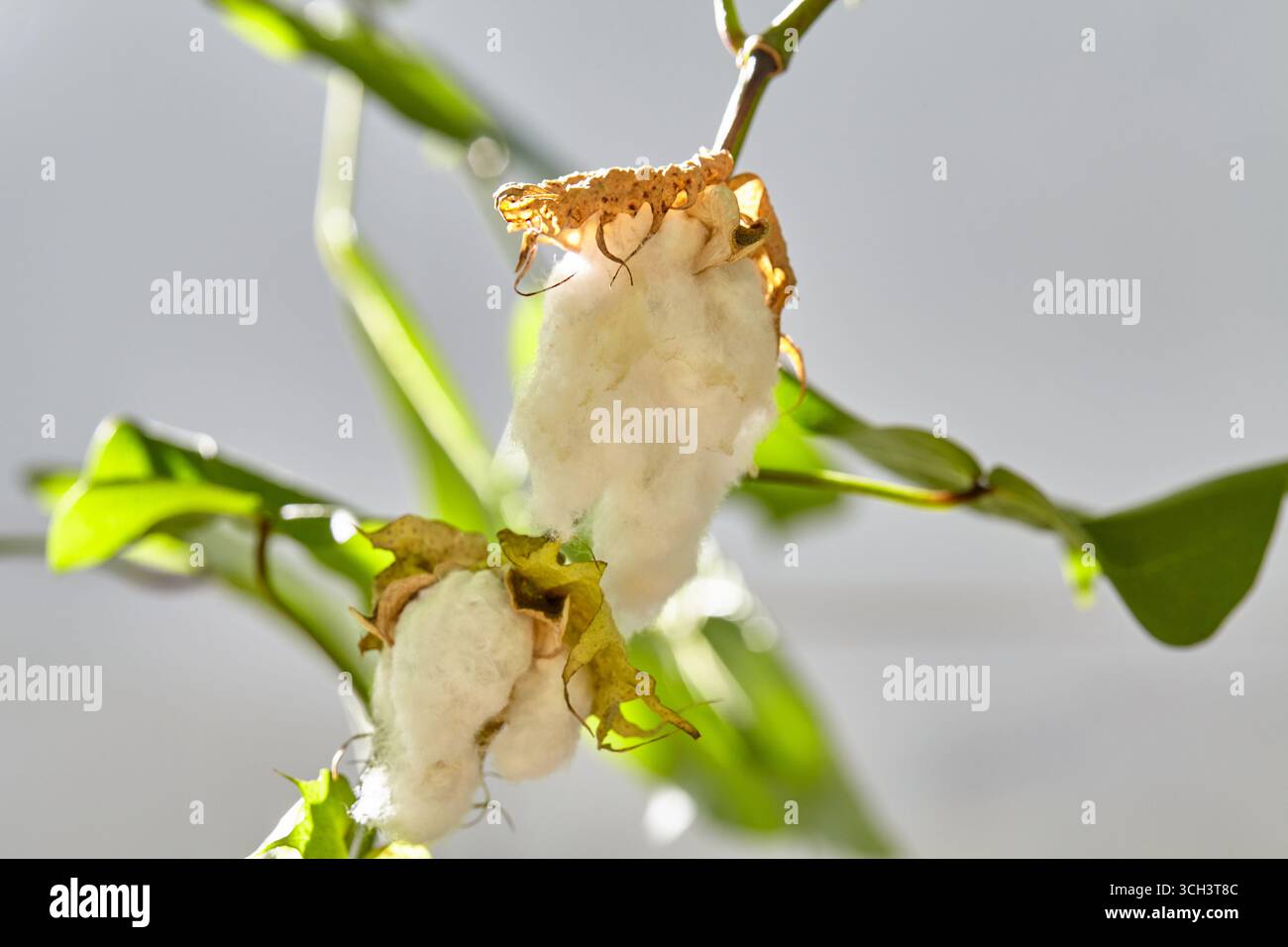 Eine blühende Bio-weiße natürliche Baumwollpflanze Stockfoto