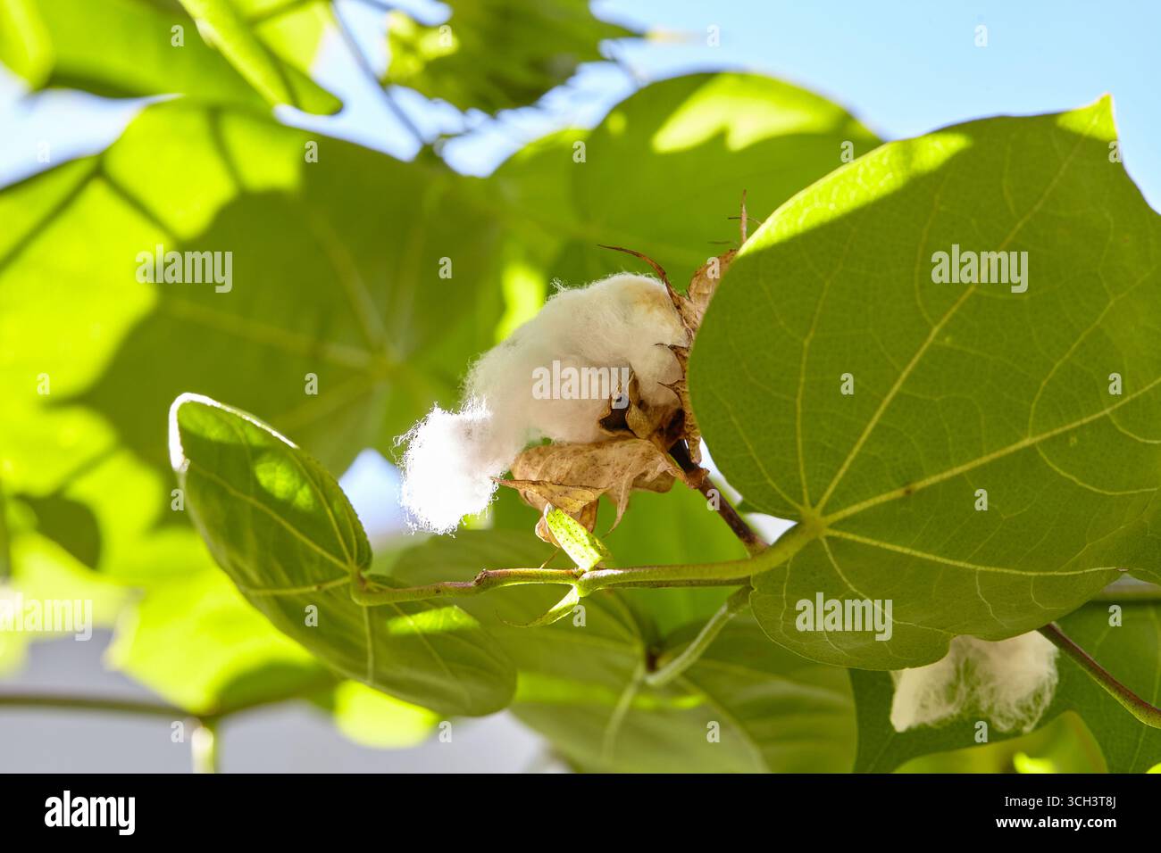Eine blühende Bio-weiße natürliche Baumwollpflanze Stockfoto
