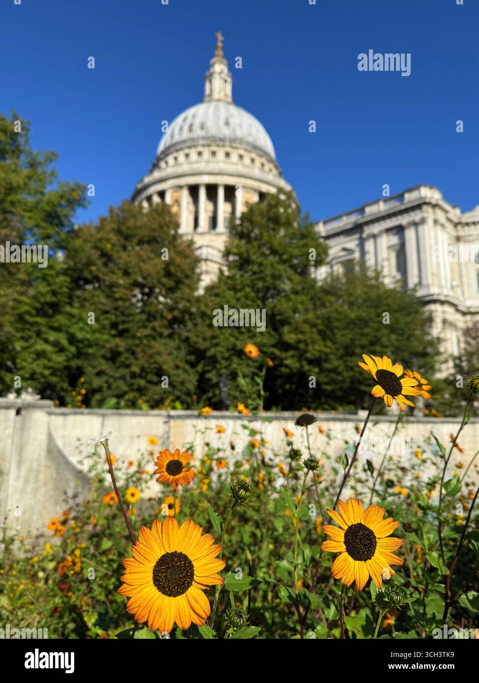 Blühende Sonnenblumen mit unauffälliger St Paul’s Cathedral im Hintergrund im Zentrum von London. Stockfoto