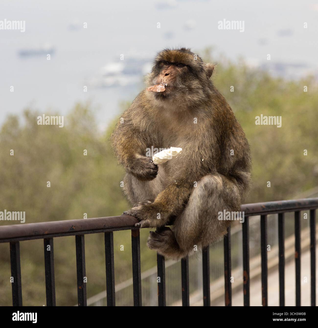 Barbary Macaque Affen auf dem britischen Überseegebiet Gibraltar Stockfoto