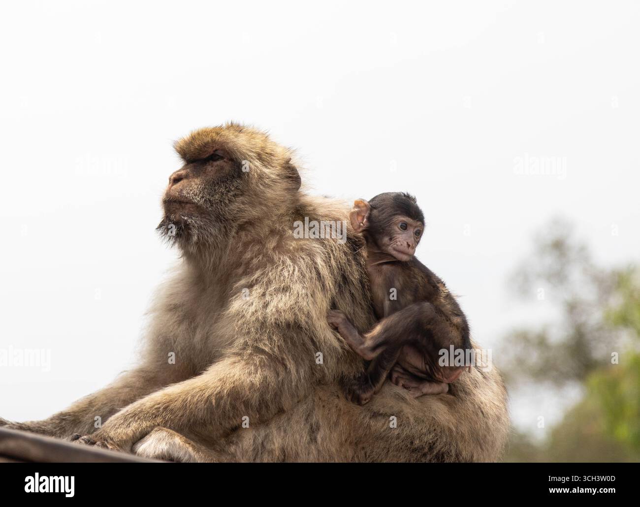 Barbary Macaque Affen auf dem britischen Überseegebiet Gibraltar Stockfoto