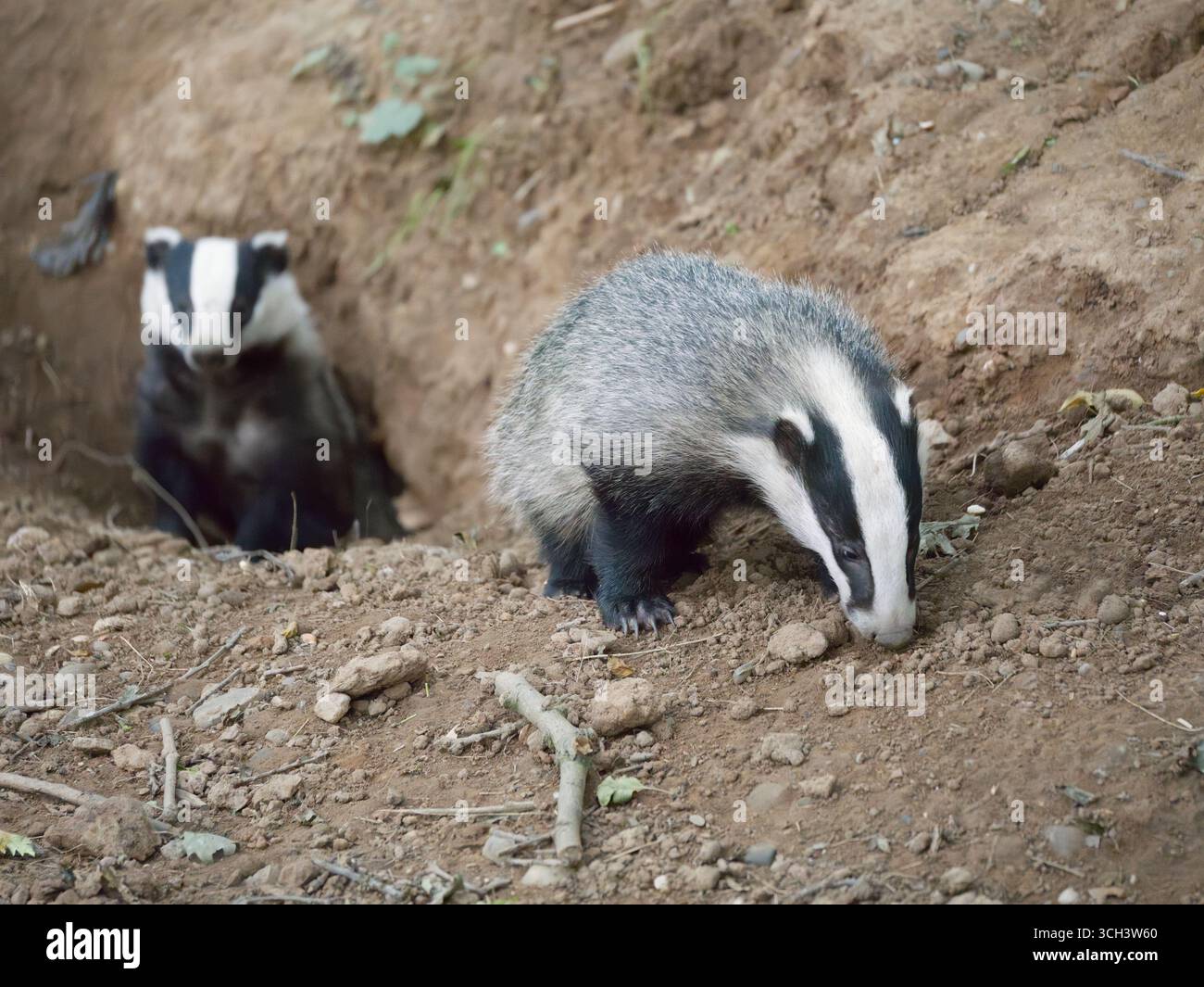 Zwei wilde europäische Dachse (Meles meles), die aus ihrem Set auftauchen Stockfoto