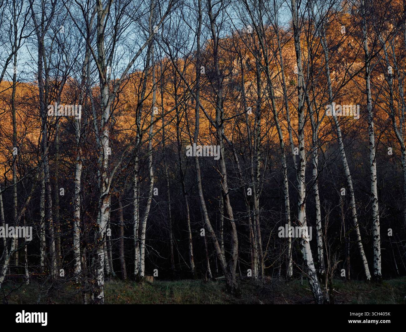 Herbstlicht und Birkenbäume in Borrowdale, Cumbria England Großbritannien Stockfoto