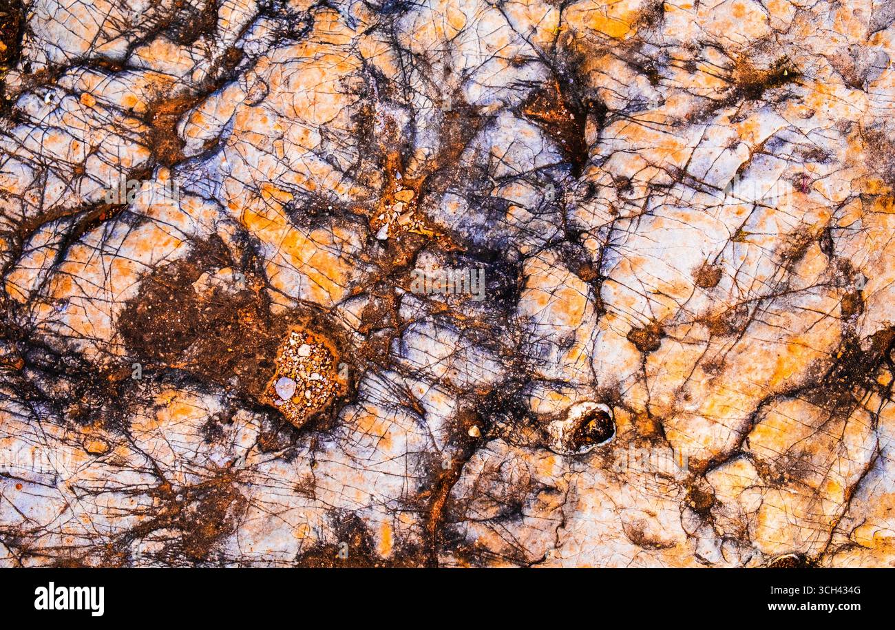 Detaillierte Ansicht einer natürlichen Oberfläche mit farbenfrohen Mustern, Texturen und organischen Formen. Perfekt für Hintergründe oder Designelemente, die erforderlich sind Stockfoto