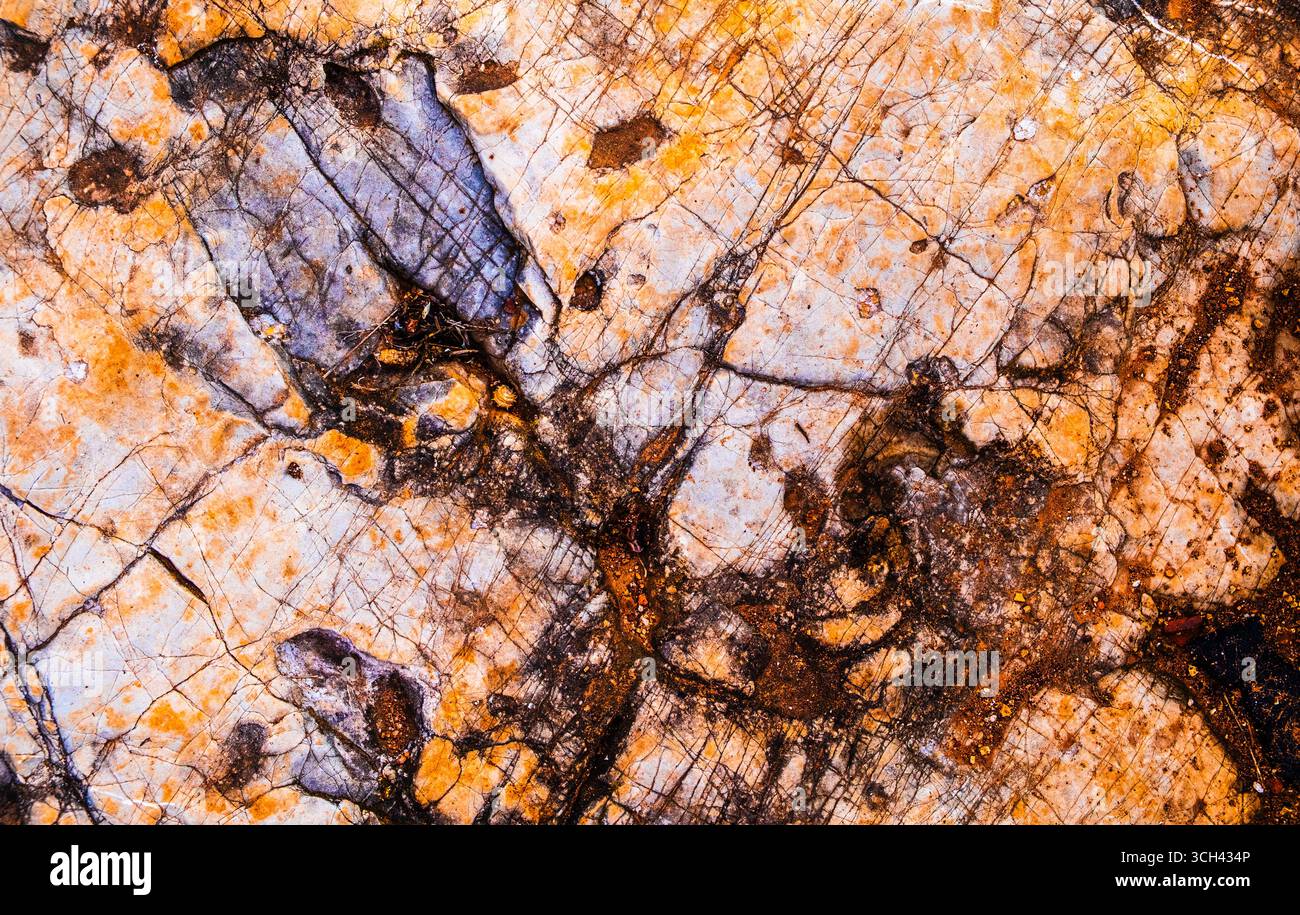 Detaillierte Ansicht einer natürlichen Oberfläche mit farbenfrohen Mustern, Texturen und organischen Formen. Perfekt für Hintergründe oder Designelemente, die erforderlich sind Stockfoto