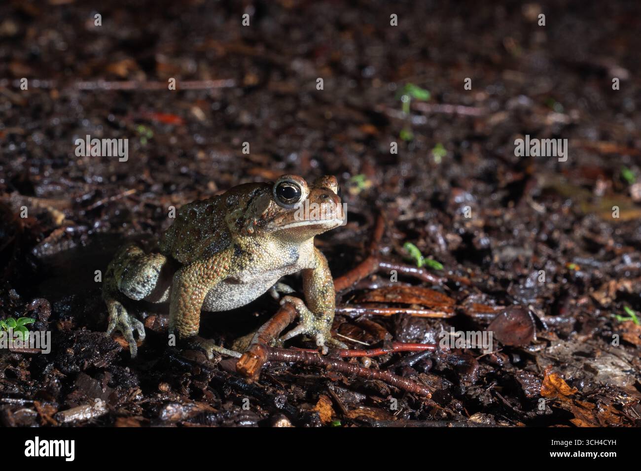 Ostasiatische Kröte auf Waldboden Stockfoto