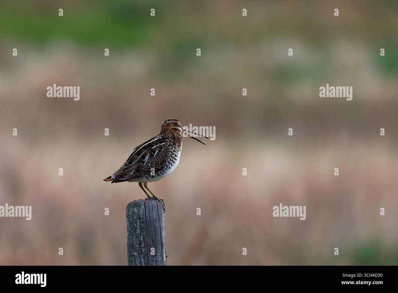 Ein Wilson's Snipe, der sich über einem Sumpfgebiet befindet. Stockfoto