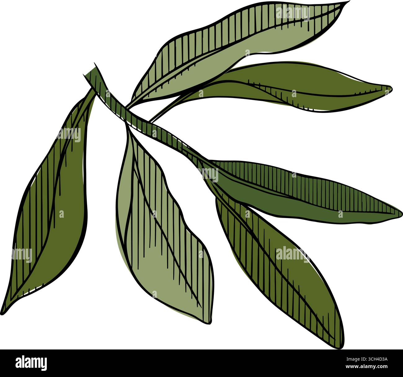 Sommer- und Frühlingszweige mit Blättern. Vektorgrafik Linie farbige Illustration. Einfaches Blumenlogo. Elegante Blumendekoration Stock Vektor