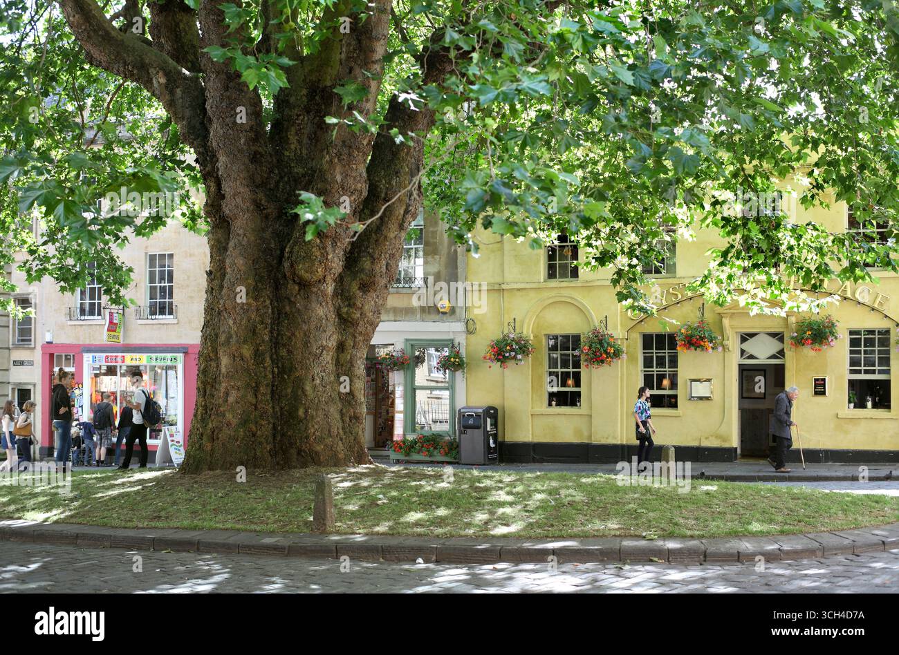 Eine riesige Platane auf Abbey Green in Bath. Stockfoto