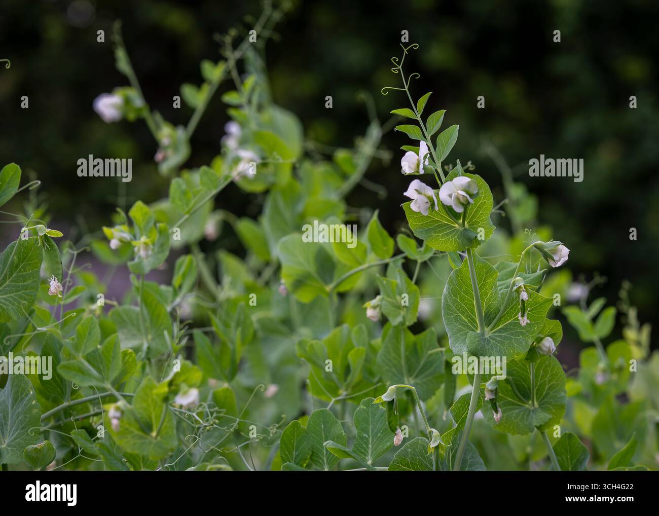 Zuckererbsenpflanze im Gemüsegarten. Schneeerbsen und Zuckererbsen wachsen in einem Bio-Gemüsegarten. Stockfoto