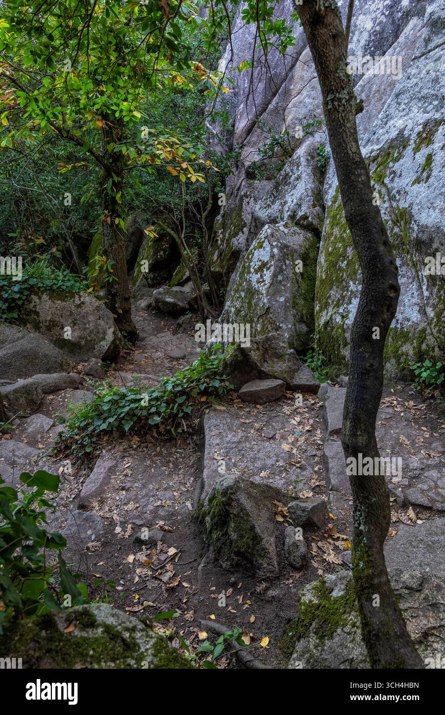 Wanderweg mit Steintreppen im alten Wald des Naturparks Sintra-Cascais im Sintra-Gebirge, Portugal. Stockfoto