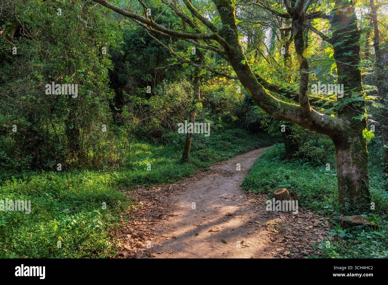 Wanderweg durch alten Wald mit Sonnenschein durch Laub, Sintra-Cascais Naturpark in Sintra Mountains, Portugal. Stockfoto