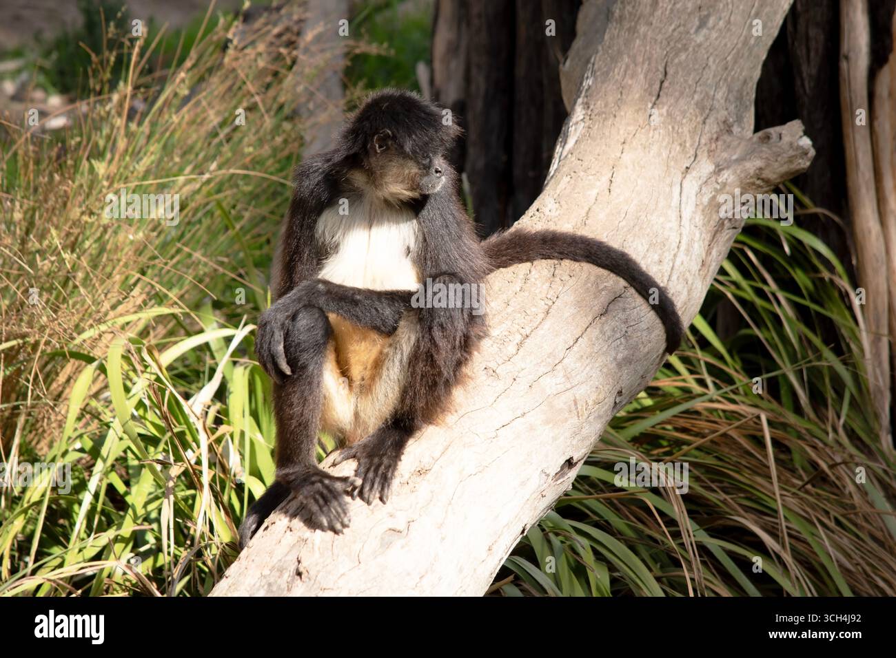 Der schwarze Spinnenaffen hat braunes Fell mit hakenartigen Händen und einem prähensilen Schwanz. Stockfoto