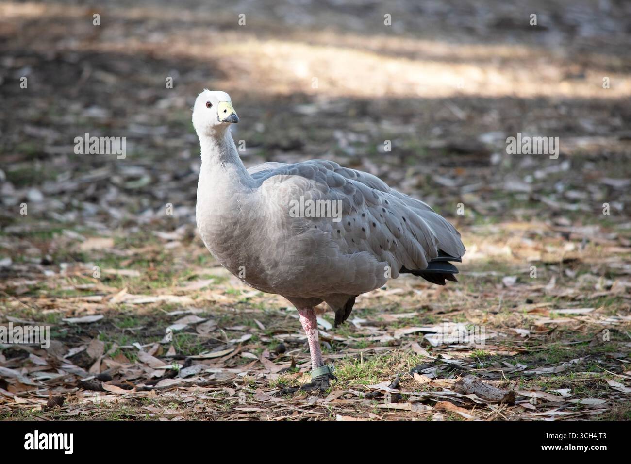 Die Kapbarren-Gans ist eine sehr große, hellgraue Gans mit einem relativ kleinen Kopf. Es hat Reihen großer dunkler Flecken in Linien über den Schultern und Stockfoto