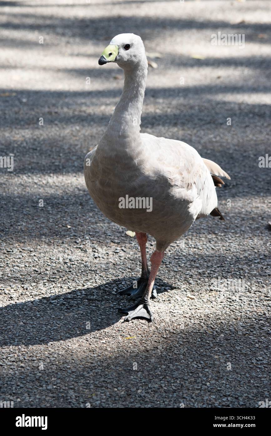 Die Kapbarren-Gans ist eine sehr große, hellgraue Gans mit einem relativ kleinen Kopf. Es hat Reihen großer dunkler Flecken in Linien über den Schultern und Stockfoto