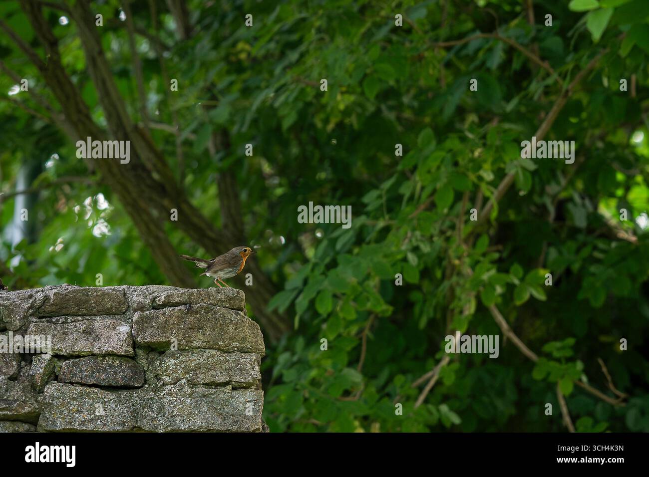 Europäischer rotkehlchen (Erithacus rubecula) auf einer Gartenmauer. Europäischer rotkehlchen auf einer moosigen Wand. Stockfoto