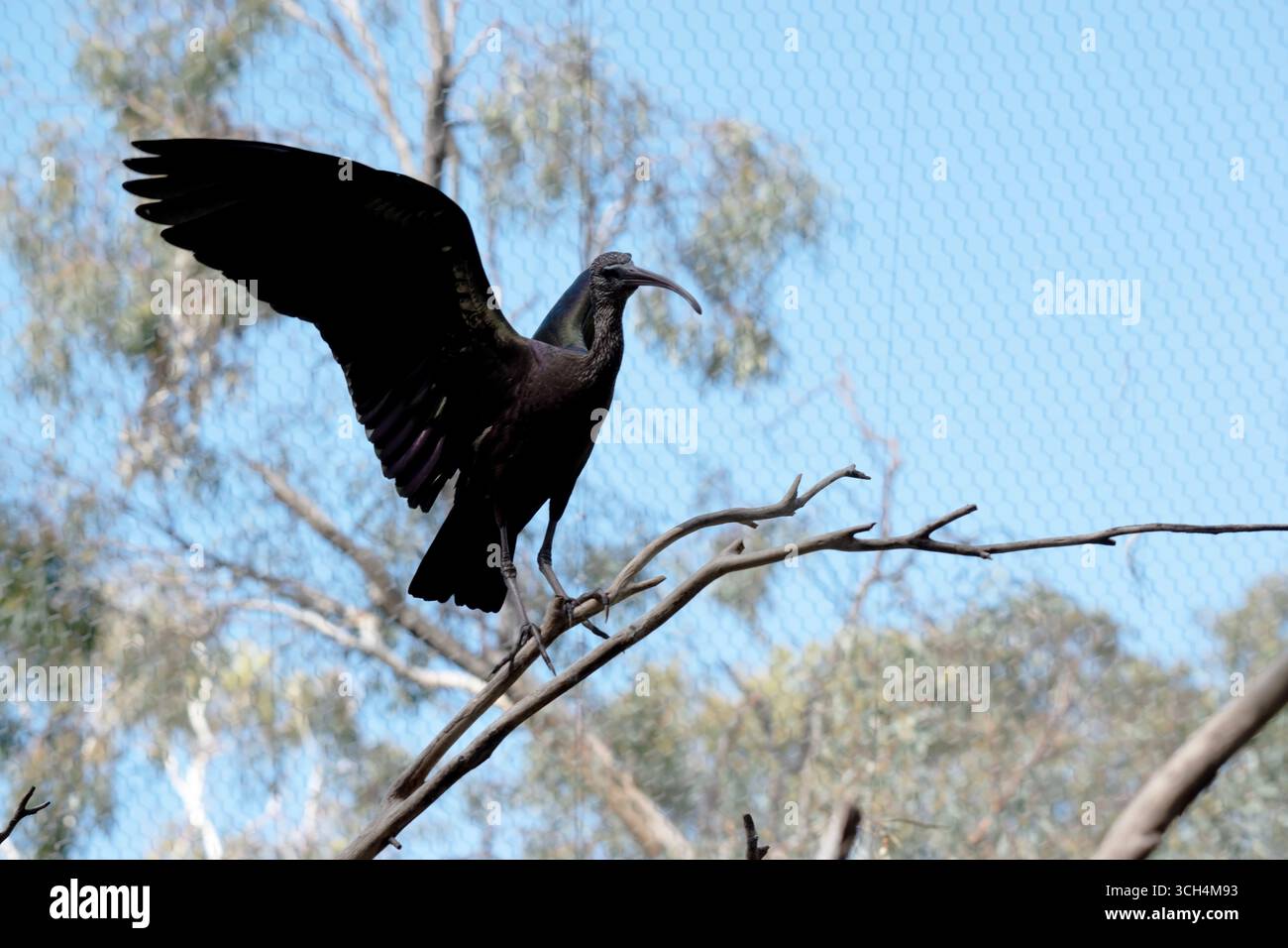 Der glänzende Ibis-Hals ist rötlich-braun und der Körper ist bronzefarben mit einem metallischen schillernden Glanz auf den Flügeln. Stockfoto