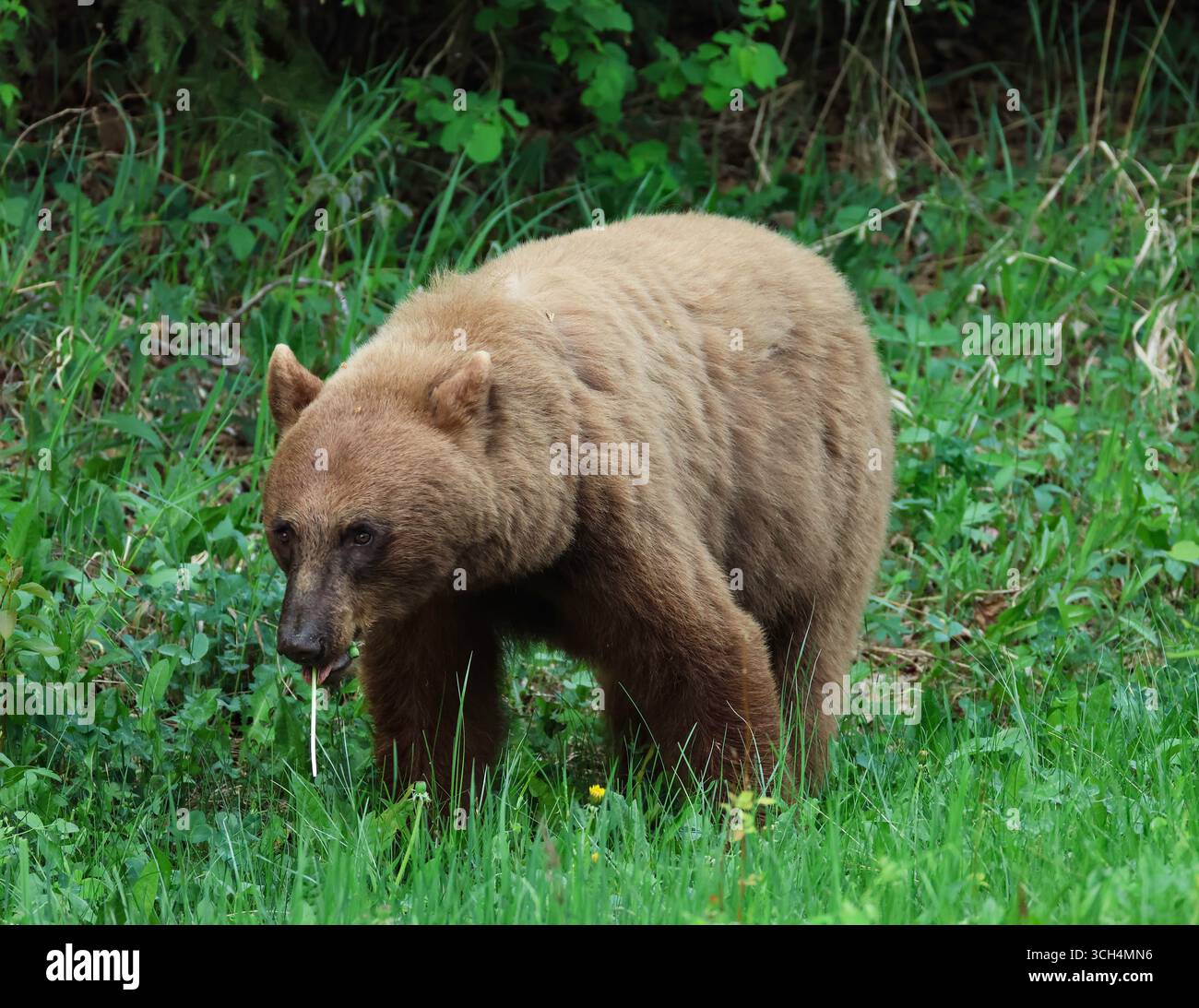 Ein robuster Zimtbär, der auf einer Wiese Löwenzahn sucht. Stockfoto
