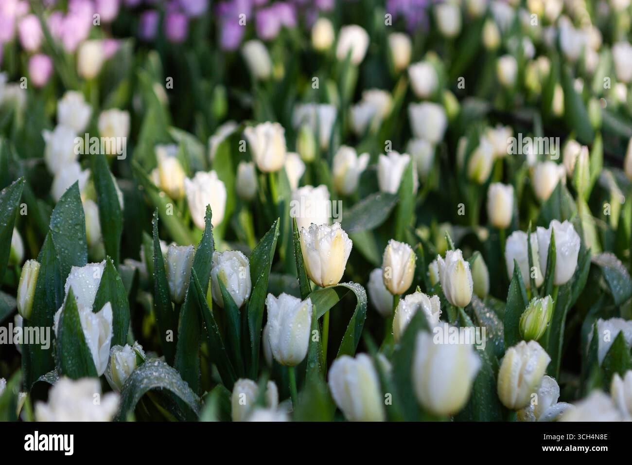 Weiße Tulpen blühen mit Tautropfen. Chiang Mai Blumenfest. Stockfoto
