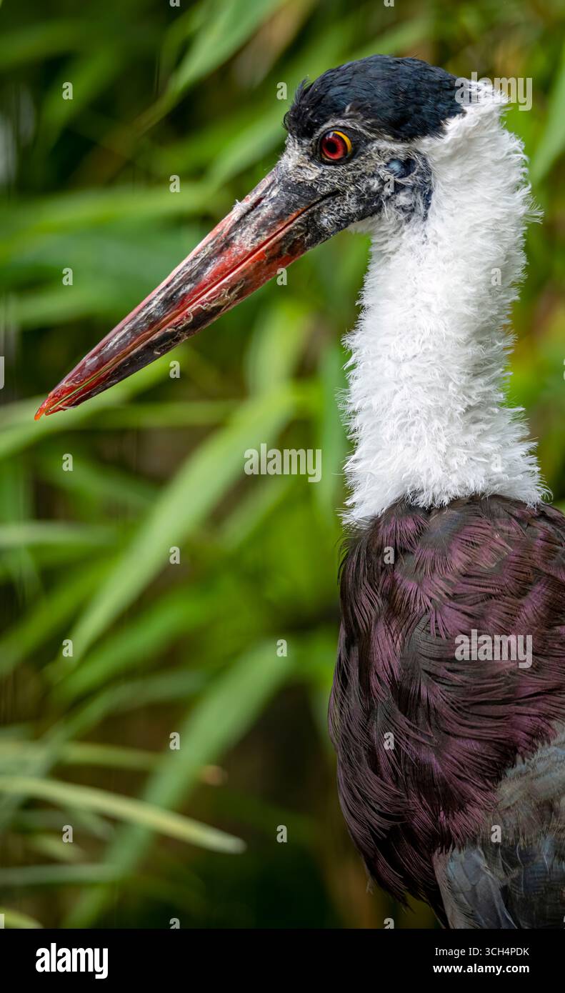Der asiatische Wollhals-Storch oder asiatischer Wollhals (Ciconia episcopus). Stockfoto