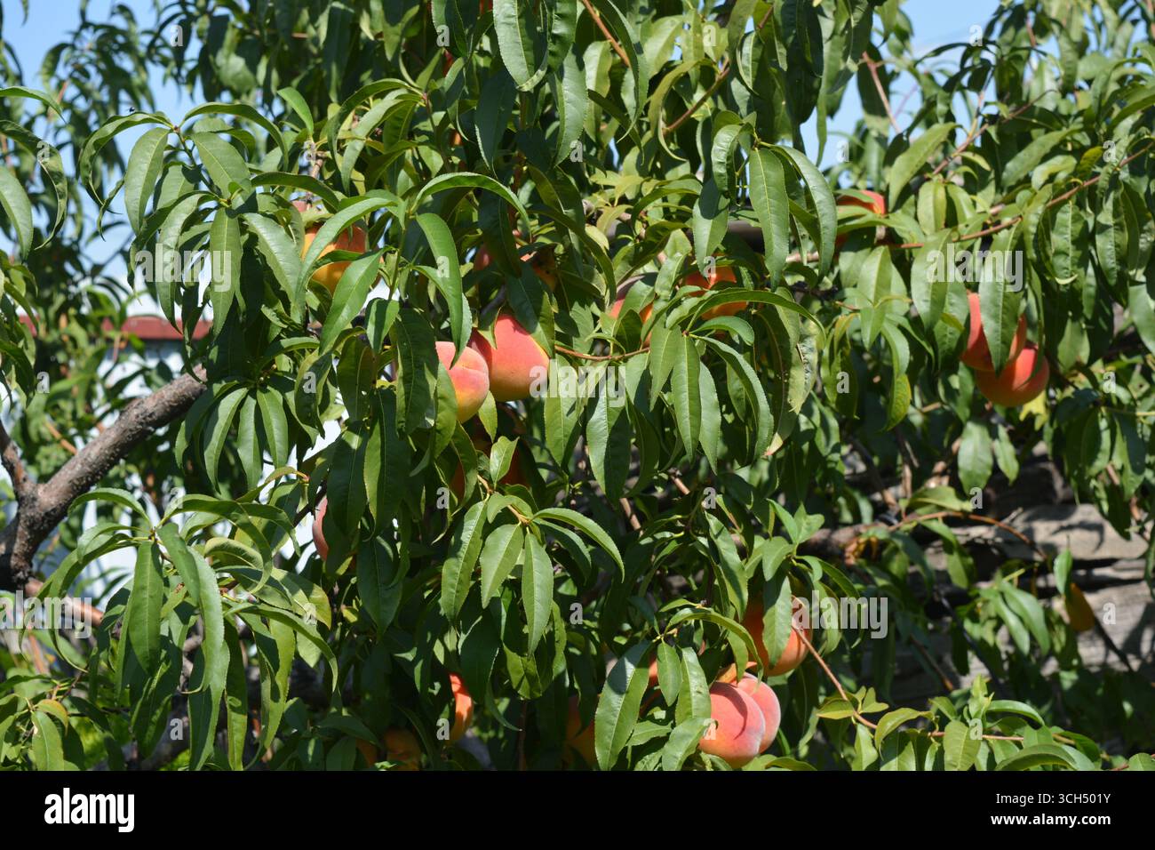 Wunderschöne, farbenfrohe Natur, natürliche Landwirtschaft. Orangen saftige reife Pfirsichfrüchte mit roten Flecken und langen grünen Blättern, die auf Pfirsichzweigen wachsen. Stockfoto