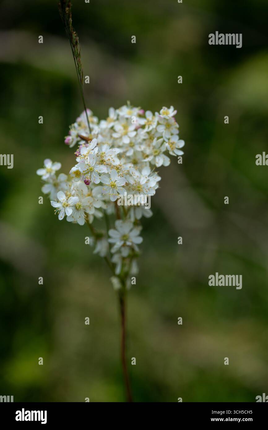 Eine Nahaufnahme fängt die zarte Schönheit der blühenden Mädesüß-Blüten ein. Ihre winzigen weißen Blüten und gelben Mittelpunkte bilden einen atemberaubenden Kontrast zu ihnen Stockfoto