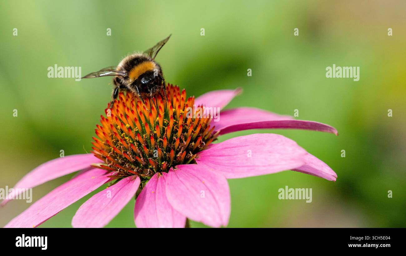 Hummel auf der Suche nach Pollen auf einer blühenden Blume Stockfoto