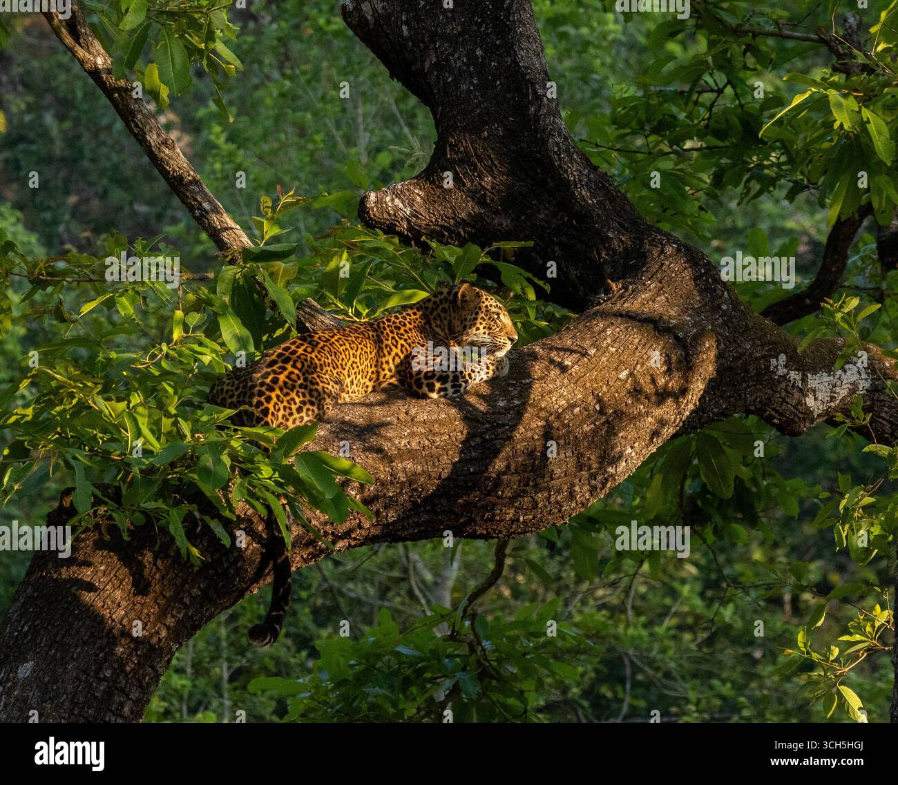 Leopard auf einem Baum (fotografiert im Nagarhole National Park, Indien) Stockfoto