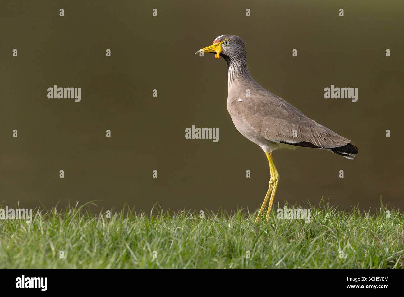 Wattled Lapwing, Wassadou, Senegal, Februar 2025 Stockfoto