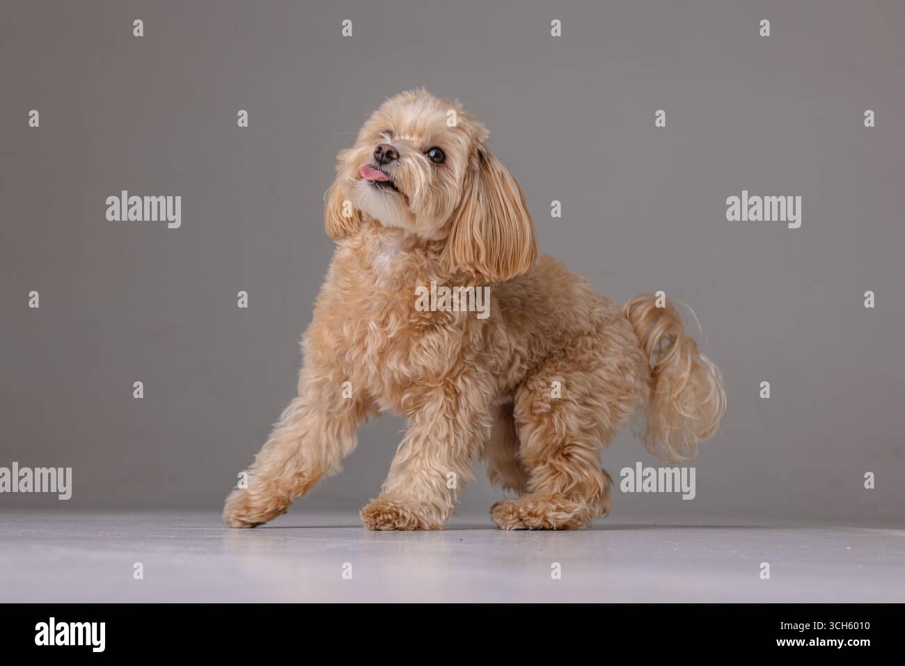Maltipoo Hundeporträt auf weißem Hintergrund, Happy Dogs Konzept. Stockfoto