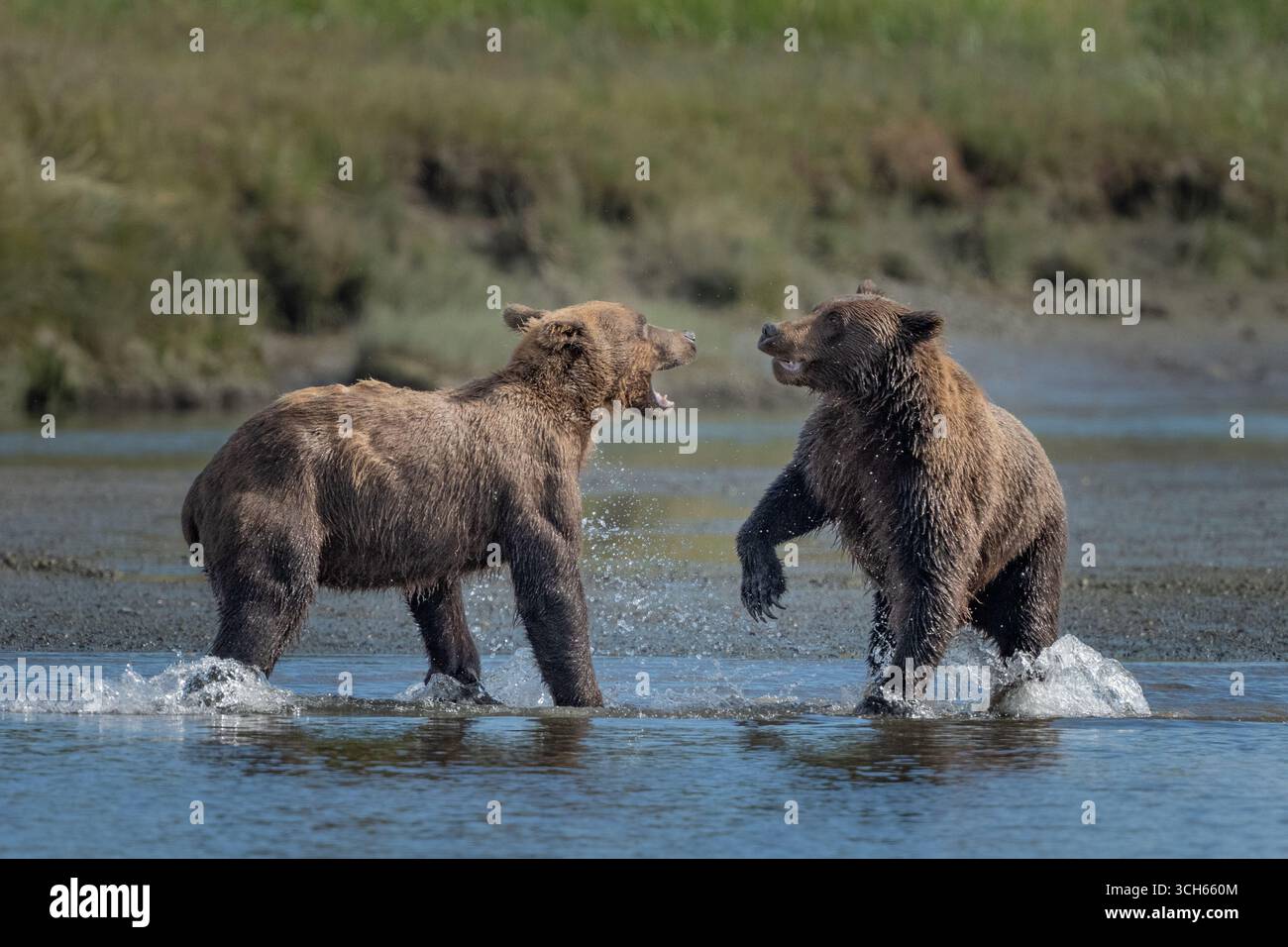 Zwei junge männliche Bären spielen im Fluss in Alaska Stockfoto