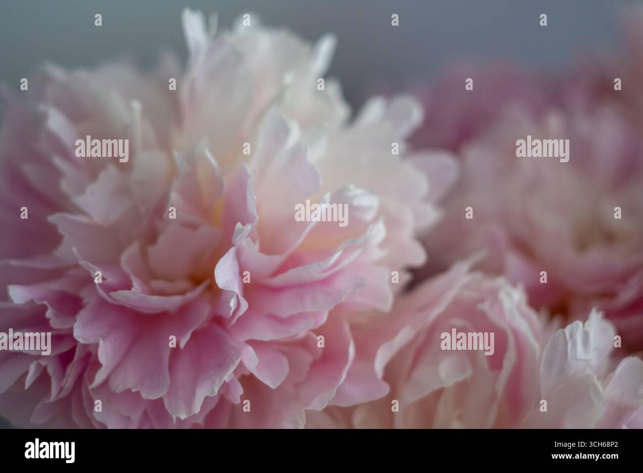 Wunderschöne hortensia-Blumen zeigen leuchtende Farben und weiche Texturen, die ein bezauberndes Blumenarrangement schaffen, das ein Gefühl der Ruhe weckt Stockfoto