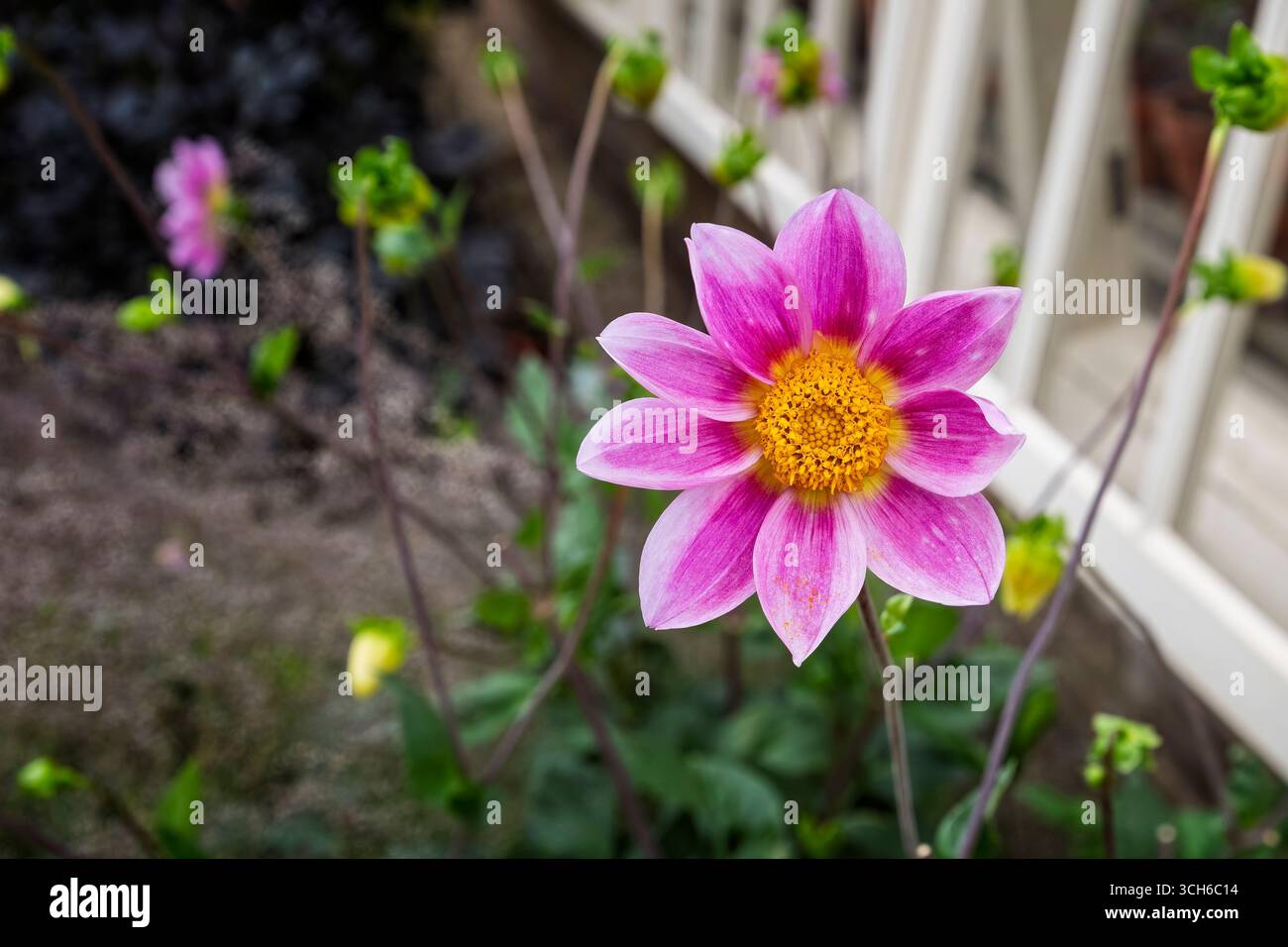 Nahaufnahme einer violetten und orangen Bell Tree Dahlia in einem Garten in Wiltshire, Großbritannien im August 2025 Stockfoto