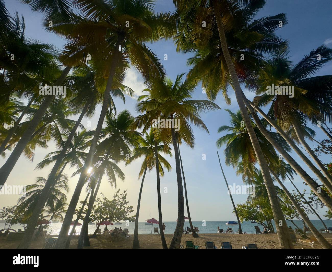 Palme di cocco sulla spiaggia. Stockfoto