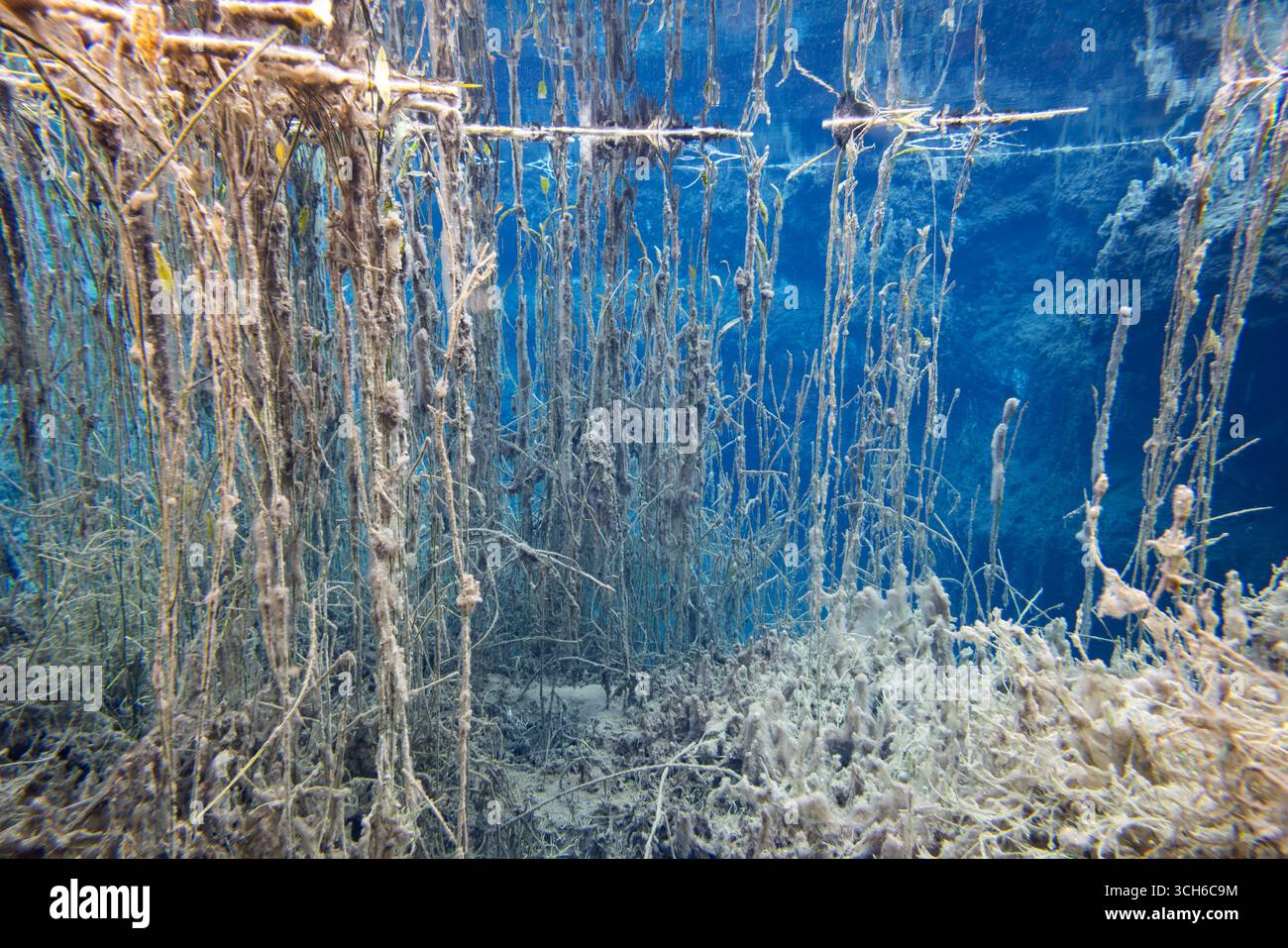 Unterwasserblick im Naturschutzgebiet Murnauer Moos, Bayern, Deutschland Stockfoto
