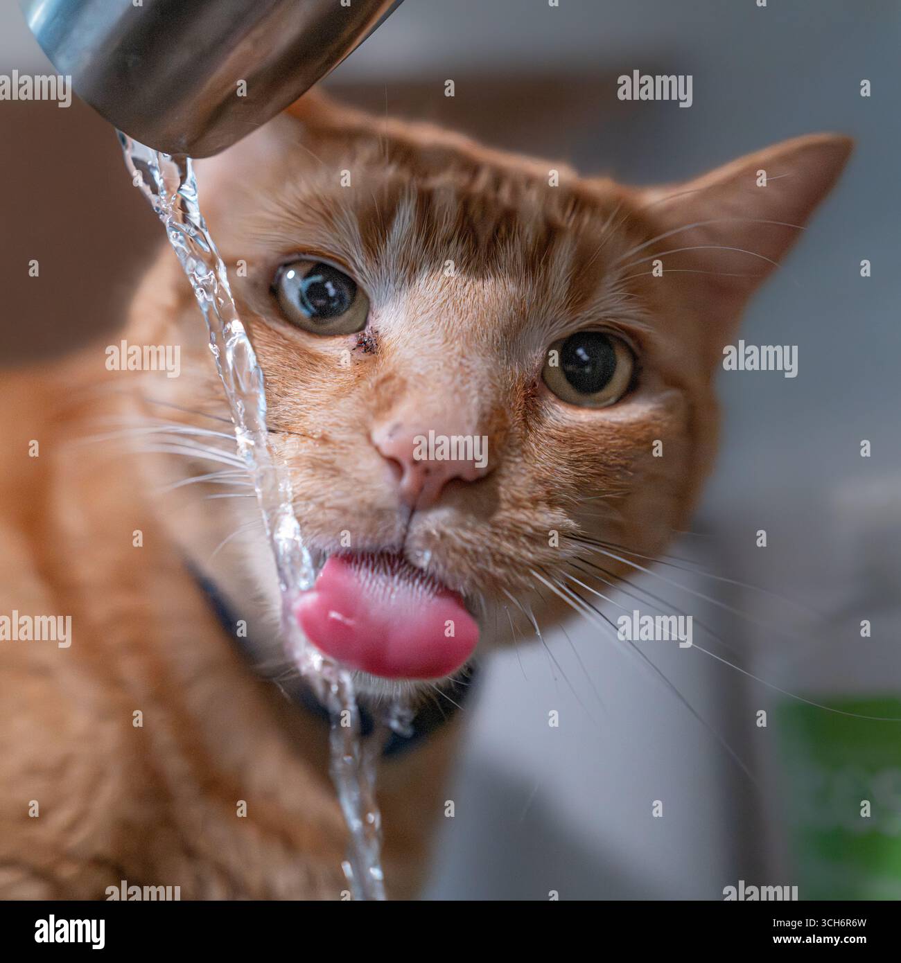 Orange Katze trinkt fließendes Wasser aus dem Küchenarmatur Stockfoto