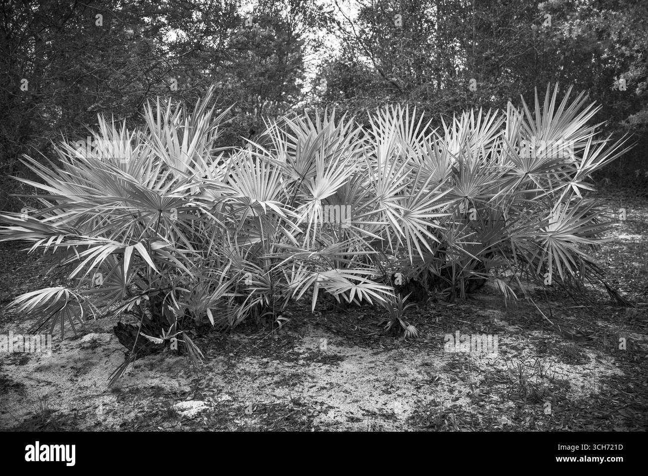 Ich sah Palmetto in Florida-Buschgebiet stehen. Schwarzweiß-Naturfotografie. Stockfoto