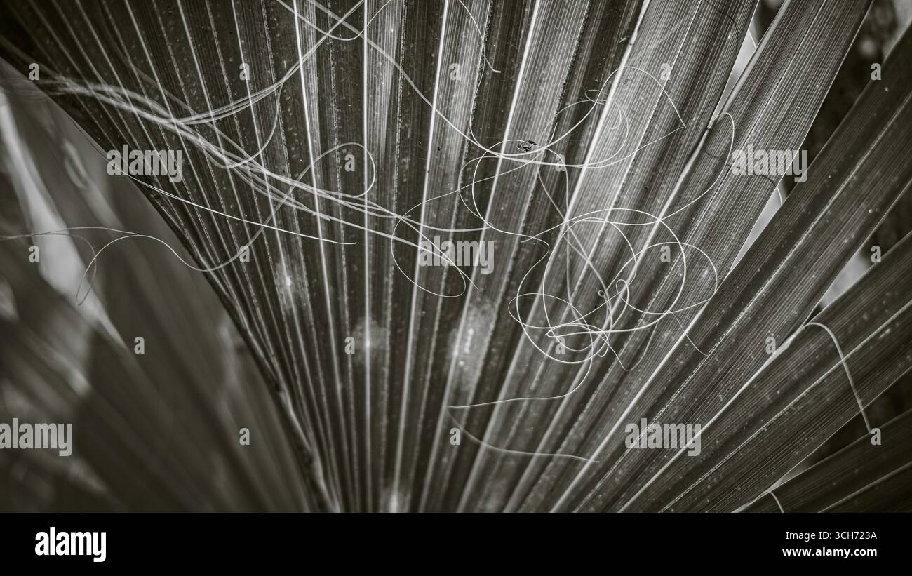 Palmenfasern hängen verwickelt an den Segmenten des Lüfters. Botanische Kunstfotografie in Florida Stockfoto