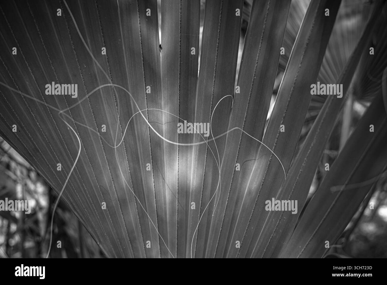 Palmwedel und Fasern lösen sich von den Segmenten ab. Botanische Kunstfotografie in Florida. Stockfoto