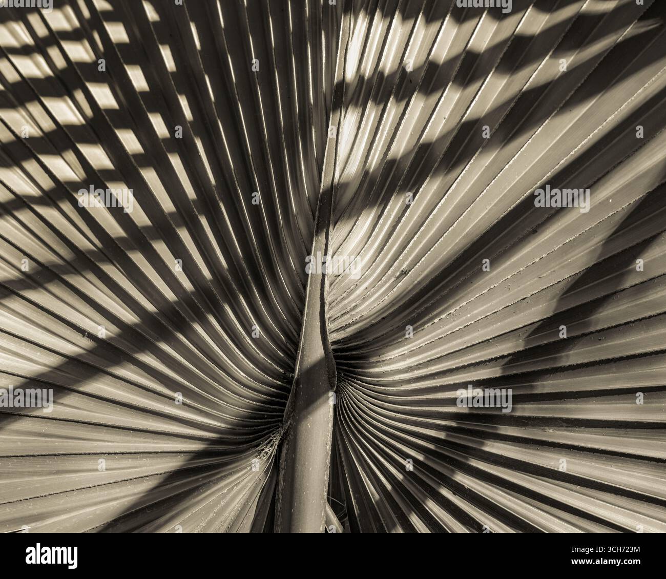 Palmwedel mit Schatten aus anderen Segmenten. Botanische Kunstfotografie in Florida. Stockfoto