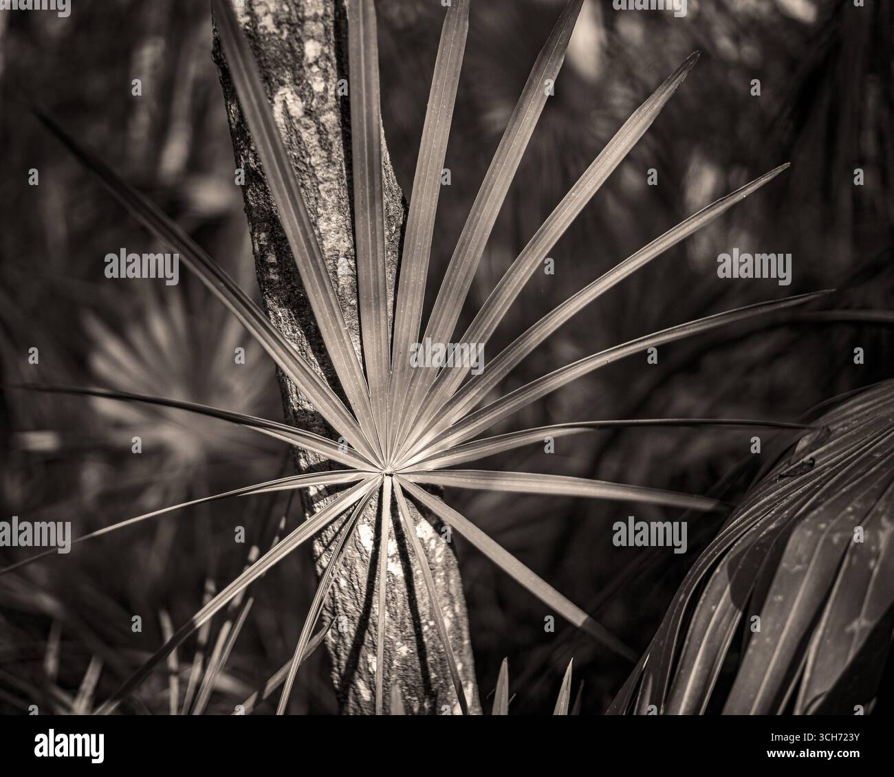 Wir sahen Palmenfrond, beleuchtet von der späten Tagessonne in einem tropischen Florida Wald. Botanische Schwarzweiß-Naturfotografie. Stockfoto
