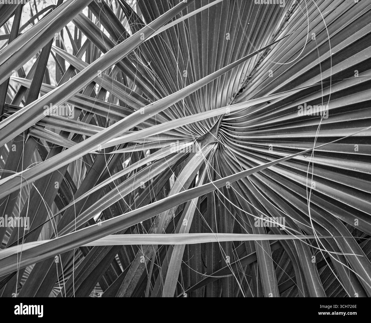 Palmenwedel in einem bewaldeten Gebiet. Schwarz-weiße Natur. Tropisches Florida Kunstfotografie. Stockfoto